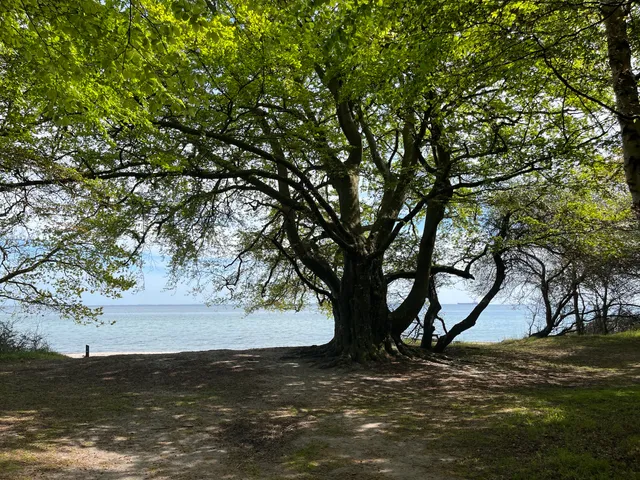 Oehlenschlägers Bøg