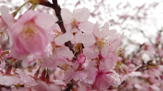 ナガユオンセンシダレザクラノサト