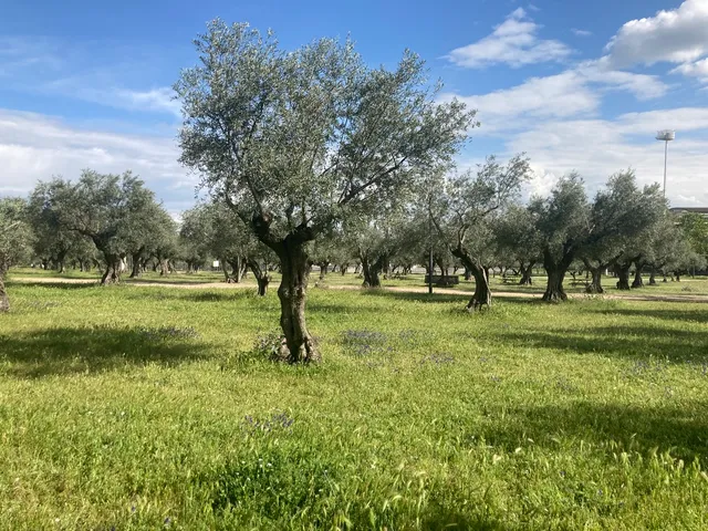 Queen Sophia Olive Grove