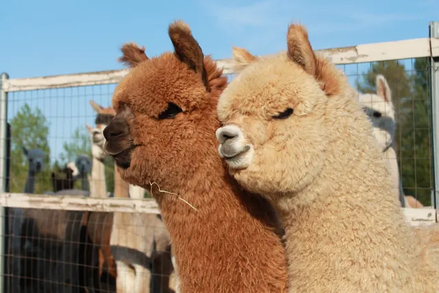 Domaine des Nobles Alpagas