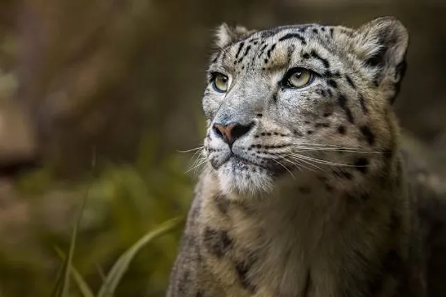 Cologne Zoological Garden