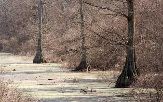 Wapanocca National Wildlife Refuge