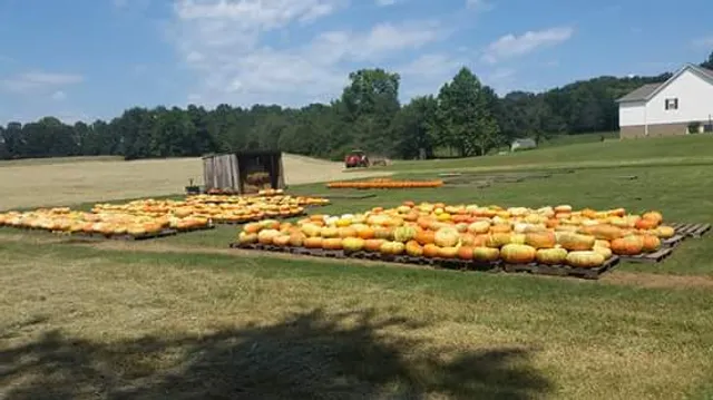 Parham Pumpkins