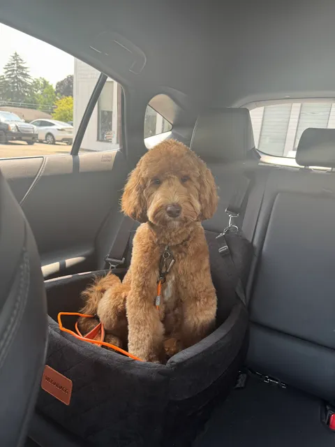 Scrubbers Self-Serve Dog Wash & Professional Grooming - Royal Oak