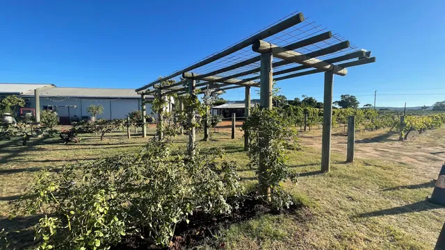 Swan Street Vineyard