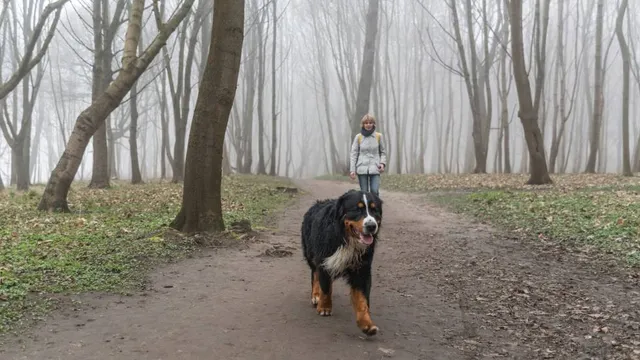 High Mountain Park Preserve