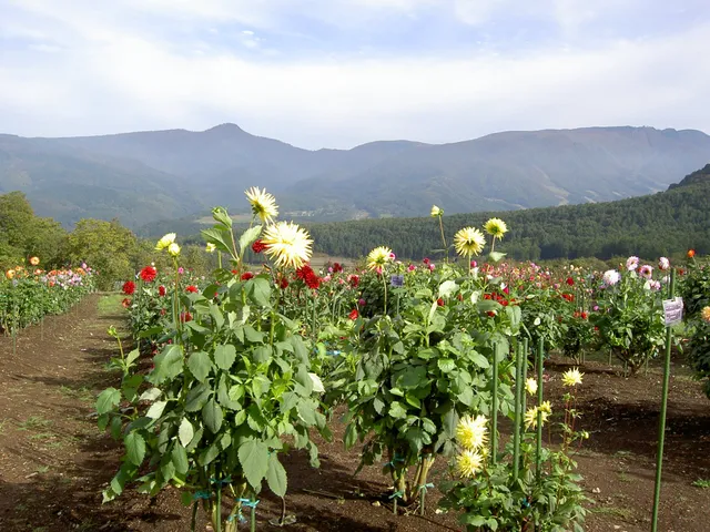Kijimadaira Yamabiko-no-oka Park