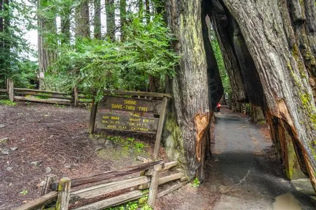 Shrine Drive Thru Tree