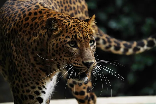 Les Terres de Nataé