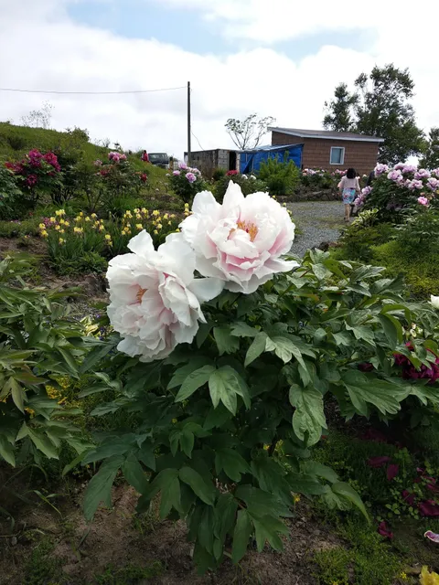 Japanise garden "Ensi"