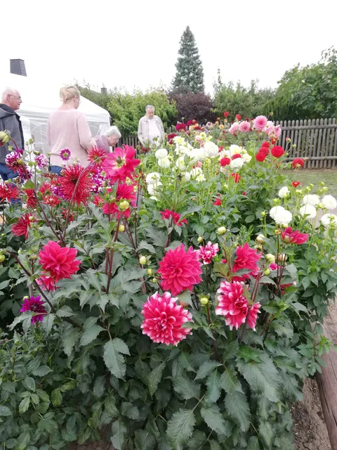 Dahlienzentrum Bad Köstritz