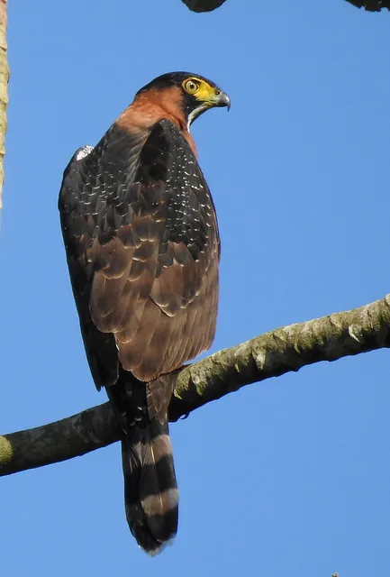 Ornithos Birdwatching