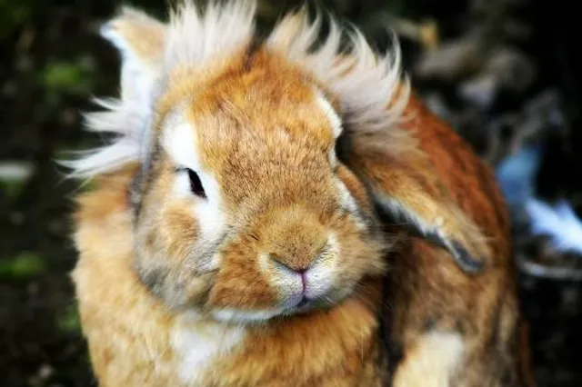 The Municipal District of Clane — Maynooth