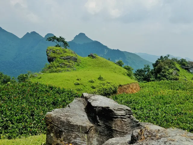 Đồi cỏ Phiêng Chỉ