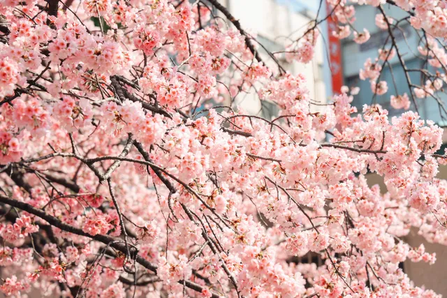 Ueno Park