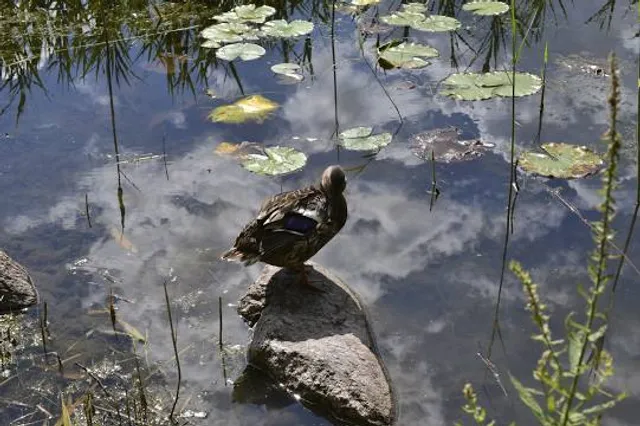 Columbia Reservation