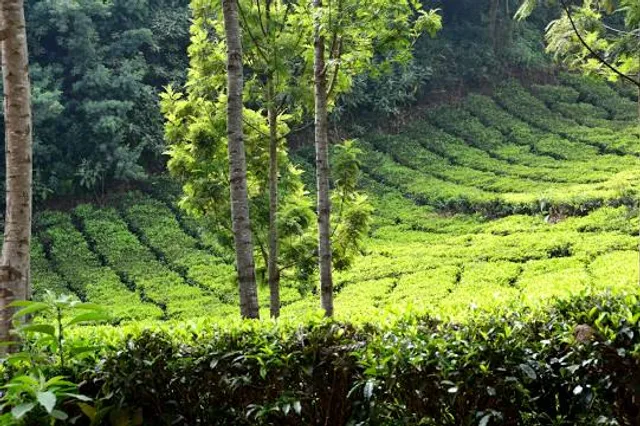 Tea Estate Ooty