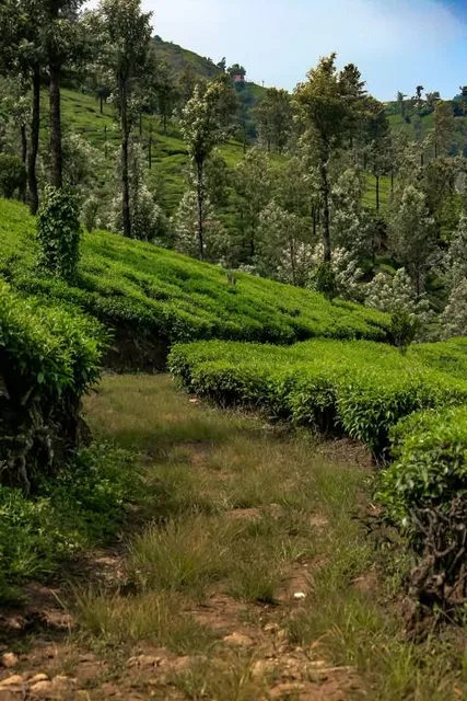 Aliyar Reserve Forest