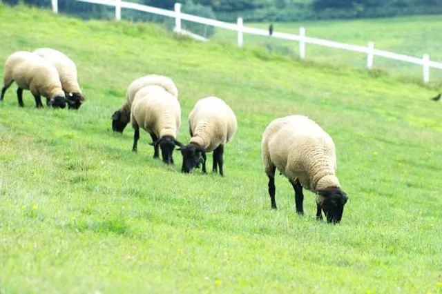 The Farm At Walnut Creek