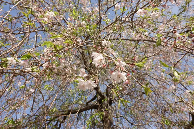 Bokennomori Kudamatsu Sports Park
