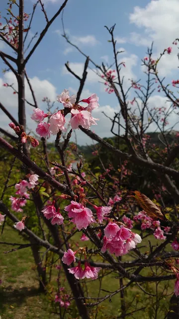 Samukawa Ryokuchi Park