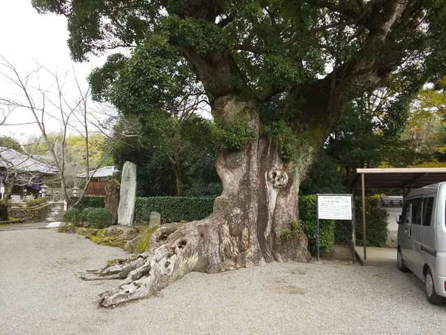 踞木地のクスノキ
