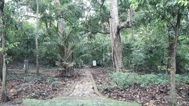 Bosque del agüil
