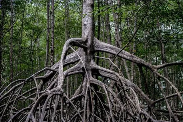 Reserva Ecologica Manglares Cayapas Mataje
