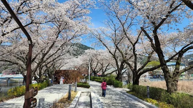 Suanbo Cherry Blossom Road