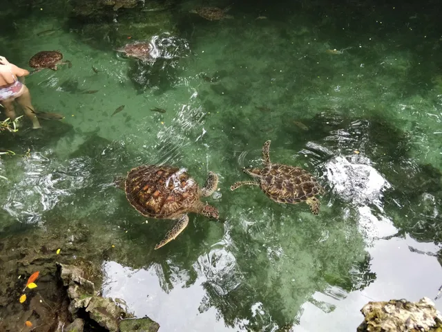 Nungwi Mnarani Aquarium