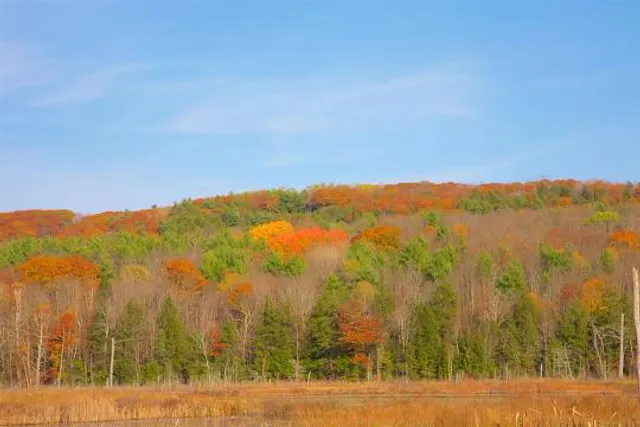Parsons Marsh Reserve