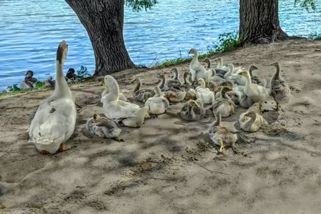 Santuario de la Iguana