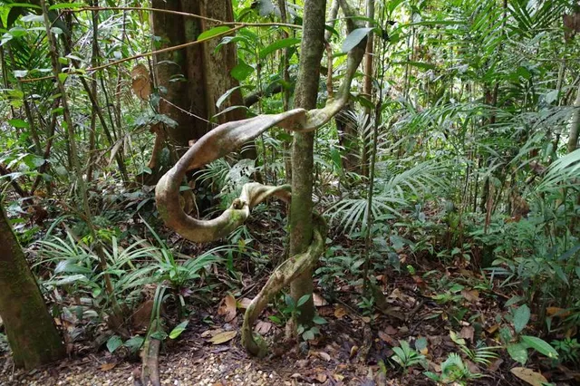 Semenggoh Nature Reserve