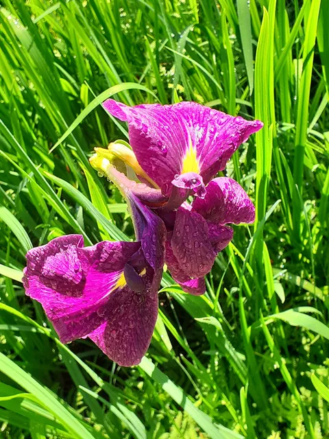 タイショウムラアケチノモリ