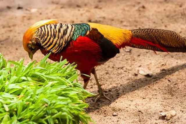 Biopark "Zolotyy Fazan"