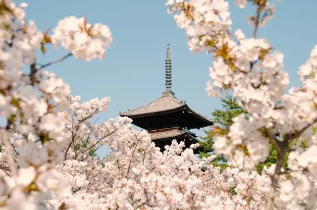 Omuro Zakura (Cherry Blossoms)