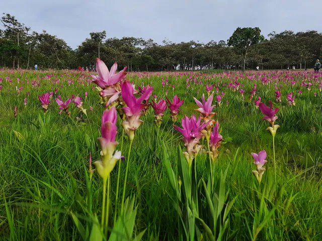 Sai Thong National Park