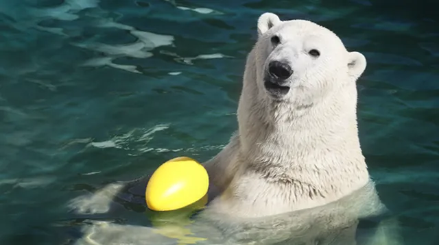 Leningradskiy Zoopark