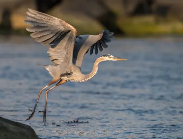 Oasi WWF Lago di Burano