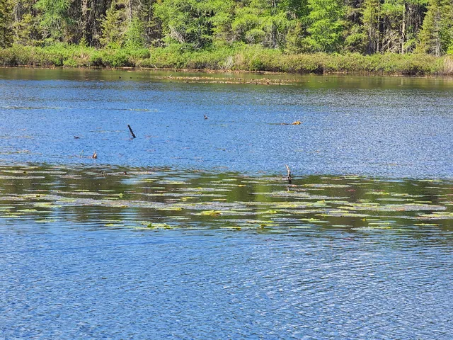 Mickey Elverum Bog Walk