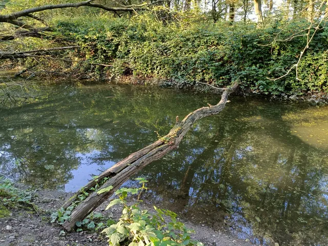 Große Laache Nature Reserve