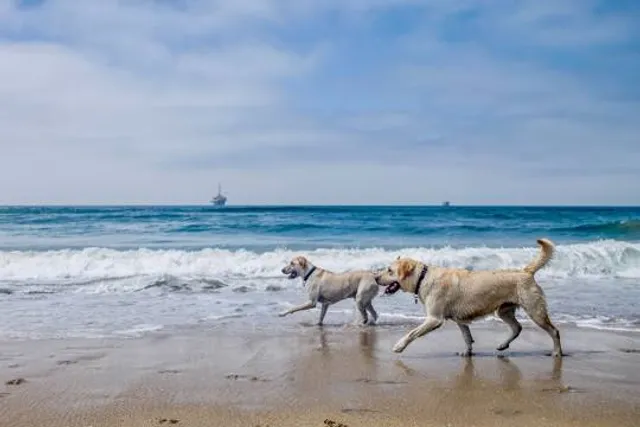 Dog Beach | Huntington Beach