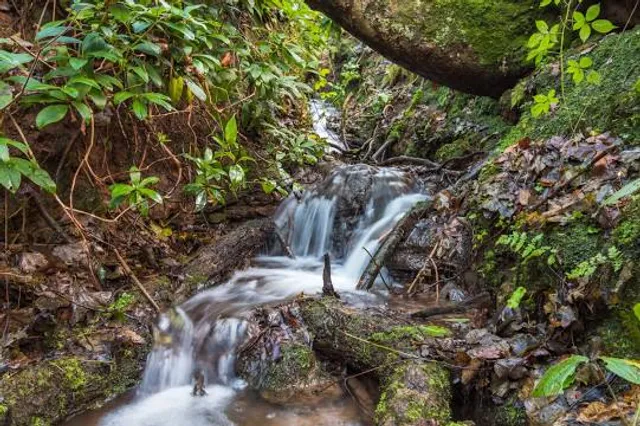 Dimmingsdale Valley & Furnace Forest Walks- Forestry England