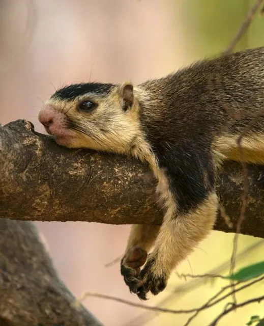 Srivilliputhur Grizzled Squirrel Wildlife Sanctuary