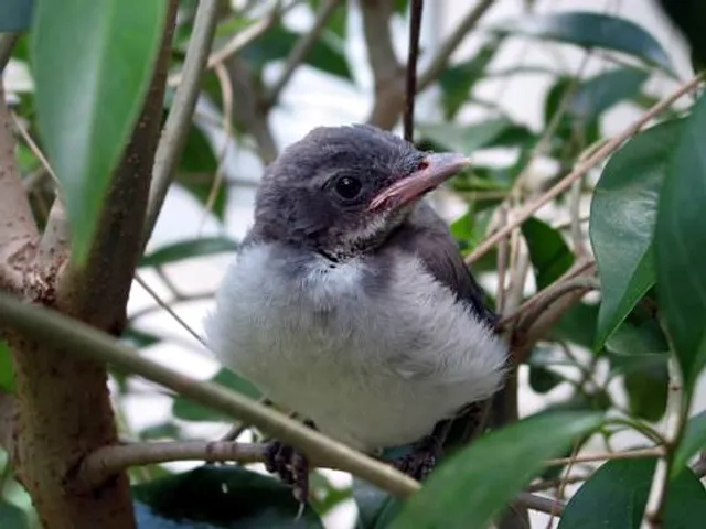 Cañada de los Pájaros
