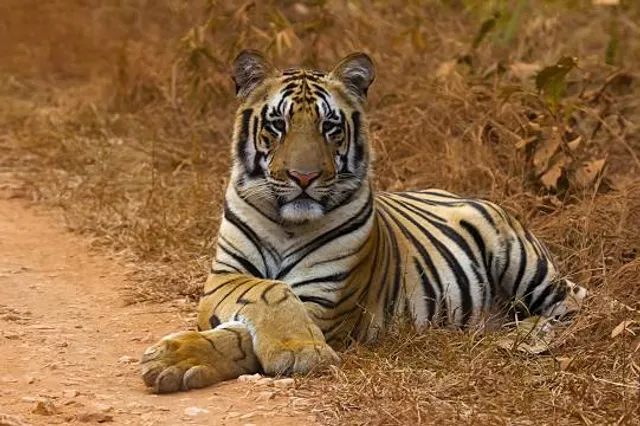 Pauni Karhandla Wildlife Sanctuary And Tiger Reserve