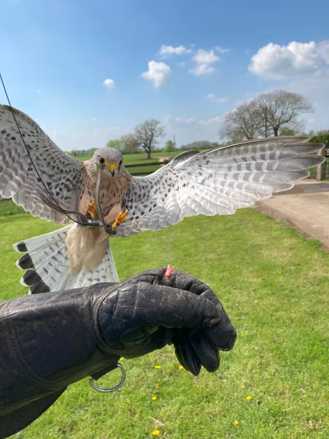 Walks With Hawks Ltd