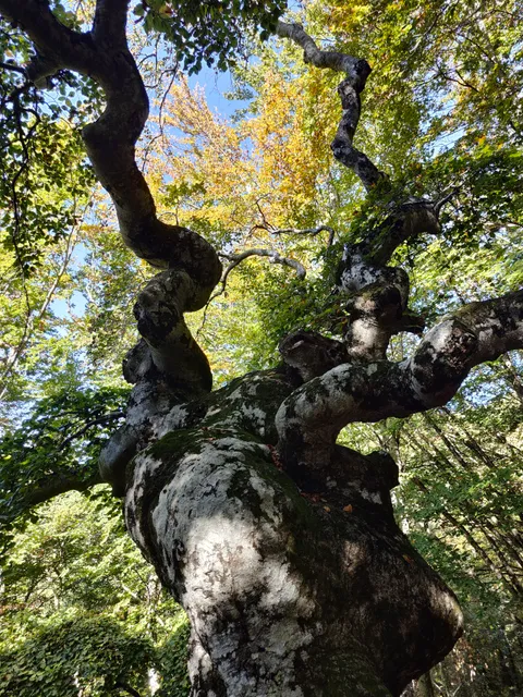 Faggio di San Francesco