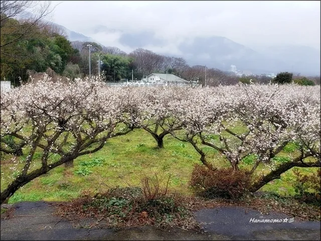 ナンノウバイエン