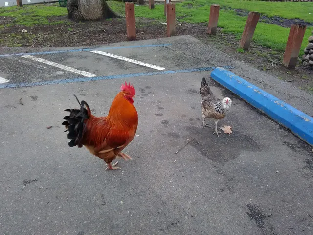 Fair Oaks Recreation & Park District Office